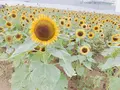 あわじ花さじきの写真_641597