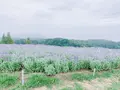あわじ花さじきの写真_641598