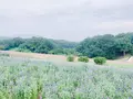 あわじ花さじきの写真_641599