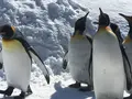 旭川市 旭山動物園の写真_641739