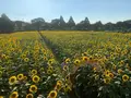 座間ひまわり畑の写真_641814