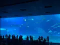 沖縄美ら海水族館の写真_643841