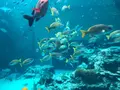 沖縄美ら海水族館の写真_643842