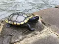 眼鏡橋の写真_645973