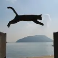 佐柳島の写真_648391