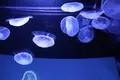すみだ水族館の写真_649371