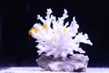 すみだ水族館の写真_649372