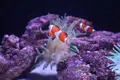 すみだ水族館の写真_649373
