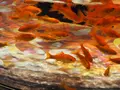 すみだ水族館の写真_649374