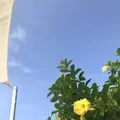 星のや 竹富島の写真_649715