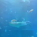 海遊館の写真_650093