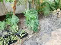 花のがっこうの写真_650420