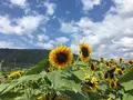 ひまわり畑の写真_651488