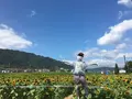ひまわり畑の写真_651489