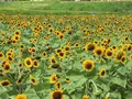 ひまわり畑の写真_651490