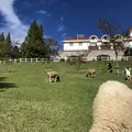 神戸市立六甲山牧場の写真_654905
