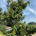 曼珠沙華公園の写真_656976