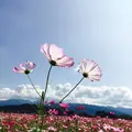 藤原宮跡の写真_659466