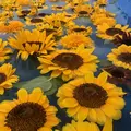 世羅高原農場の写真_661321