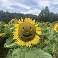 世羅高原農場の写真_661323