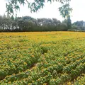 世羅高原農場の写真_661325