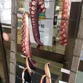 天橋立ビューランドの写真_664302