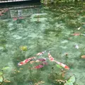 モネの池（名もなき池）の写真_664374