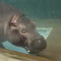 旭川市 旭山動物園の写真_670736