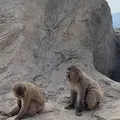旭川市 旭山動物園の写真_670737