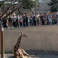 旭川市 旭山動物園の写真_670738