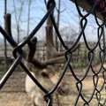 旭川市 旭山動物園の写真_670740