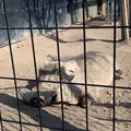 旭川市 旭山動物園の写真_670741