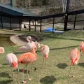 旭川市 旭山動物園の写真_670743