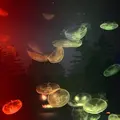 すみだ水族館の写真_671714