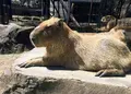 伊豆シャボテン動物公園の写真_671731