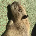 伊豆シャボテン動物公園の写真_671732