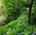 長谷寺の写真_671774