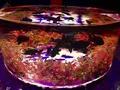【閉業】アートアクアリウムの写真_671794