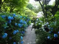 明月院（あじさい寺）の写真_673946