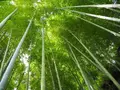 明月院（あじさい寺）の写真_673950
