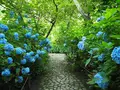 明月院（あじさい寺）の写真_673951
