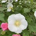 曼珠沙華公園の写真_674882
