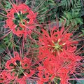 曼珠沙華公園の写真_674884