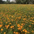 武庫川コスモス園の写真_675328
