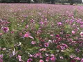武庫川コスモス園の写真_675331