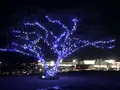 マリーゴールドの丘の写真_676330