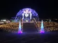 マリーゴールドの丘の写真_676331