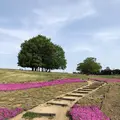 マリーゴールドの丘の写真_676337