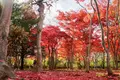 平岡樹芸センターの写真_677462