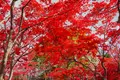平岡樹芸センターの写真_677464